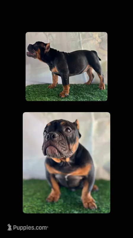 Butters, a male American Bully for sale in Riverside, CA – Photo 1 of 1