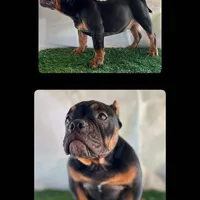 Butters, a male American Bully for sale in Riverside, CA – Photo 1 of 3