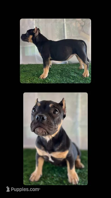 Sugar, a female American Bully for sale in Riverside, CA – Photo 1 of 1