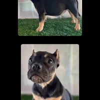 Sugar, a female American Bully for sale in Riverside, CA – Photo 1 of 4