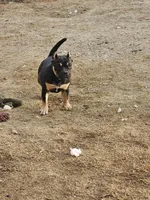 Sugar, a female American Bully for sale in Riverside, CA – Photo 3 of 4