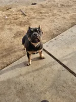 Sugar, a female American Bully for sale in Riverside, CA – Photo 2 of 4