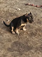 Sugar, a female American Bully for sale in Riverside, CA – Photo 4 of 4