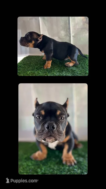 Whimpy , a male American Bully for sale in Riverside, CA – Photo 1 of 1