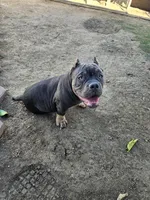 Rocko, a male American Bully for sale in Riverside, CA – Photo 3 of 3