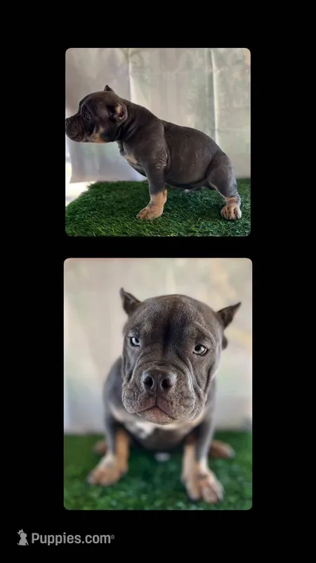 Rocko, a male American Bully for sale in Riverside, CA – Photo 1 of 1