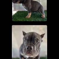Rocko, a male American Bully for sale in Riverside, CA – Photo 1 of 3