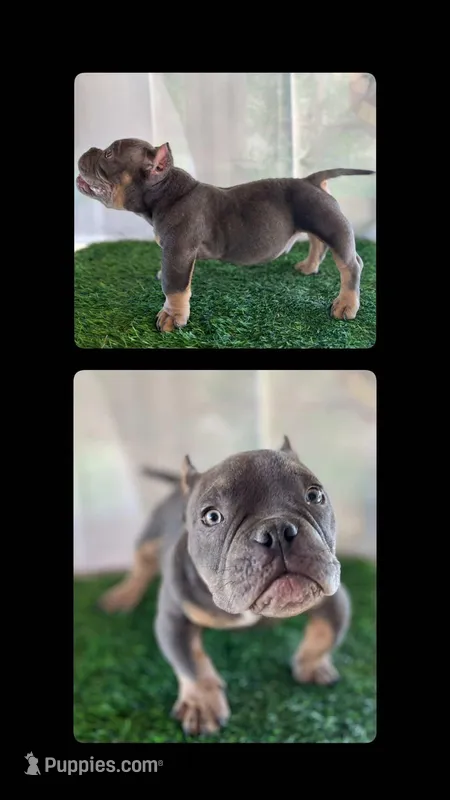 Marvin, a male American Bully for sale in Riverside, CA – Photo 1 of 1