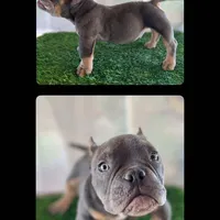Marvin, a male American Bully for sale in Riverside, CA – Photo 1 of 3