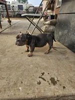 Marvin, a male American Bully for sale in Riverside, CA – Photo 3 of 3