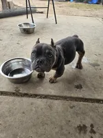 Marvin, a male American Bully for sale in Riverside, CA – Photo 2 of 3