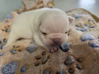 processed/71386911-b557-41fa-884c-442169903857/listing/22d779fa-8e10-4b5e-ba8b-75faaee3adf7/7764f275-abb9-465e-a52a-a6a14f6f5279