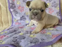 processed/71386911-b557-41fa-884c-442169903857/listing/5bb86e71-61cb-4d83-8593-45d836618066/24dc86c7-f55a-491d-a44a-eb89ed42cc02