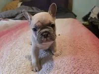 processed/71386911-b557-41fa-884c-442169903857/listing/5bb86e71-61cb-4d83-8593-45d836618066/79bf541b-bca4-41d4-9fd5-c1dd0f452a51