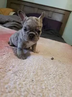 Merle 1, a female French Bulldog for sale in Wiota, IA – Photo 3 of 4