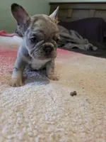 Merle 1, a female French Bulldog for sale in Wiota, IA – Photo 4 of 4