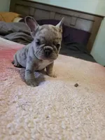 Merle 1, a female French Bulldog for sale in Wiota, IA – Photo 1 of 4