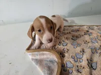 Girl 1, a female Miniature Dachshund for sale in Wiota, IA – Photo 2 of 3