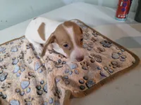 Girl 1, a female Miniature Dachshund for sale in Wiota, IA – Photo 3 of 3