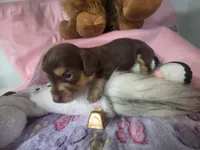 Girl 2, a female Miniature Dachshund for sale in Wiota, IA – Photo 1 of 2