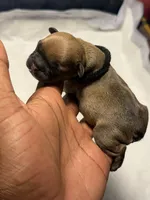 Spyder, a male French Bulldog for sale in Cincinnati, OH – 2 of 2