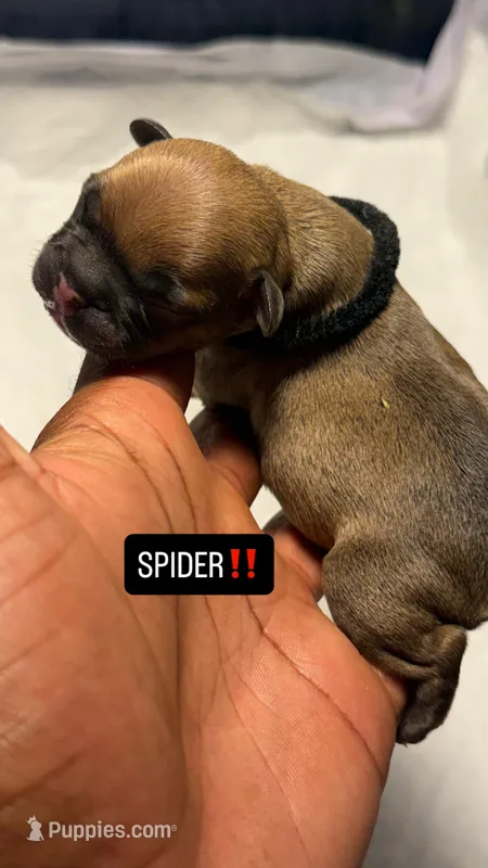 Spyder – French Bulldog puppy for sale in Cincinnati, OH