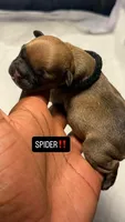 Spyder, a male French Bulldog for sale in Cincinnati, OH – 1 of 2