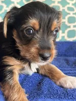 Bruce, a male Yorkshire Terrier for sale in Pemberton, NJ – 4 of 5