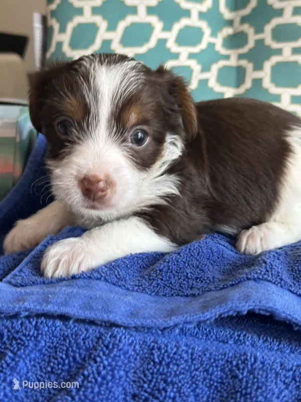 Charlie – Yorkshire Terrier puppy for sale in Pemberton, NJ