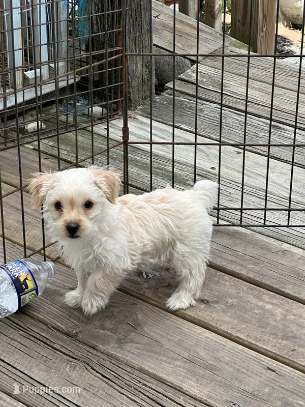 Sugar – Yorkshire Terrier puppy for sale in Pemberton, NJ