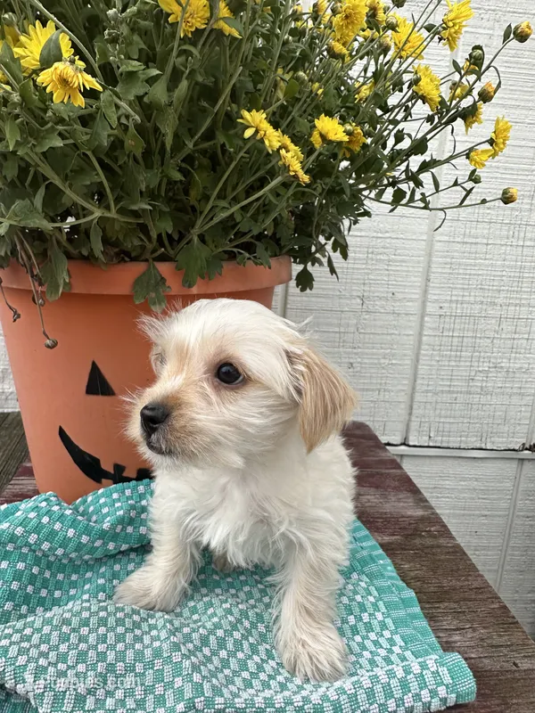 Sugar – Yorkshire Terrier puppy for sale in Pemberton, NJ