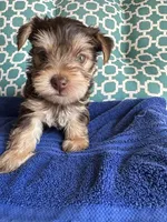 Tug, a male Yorkshire Terrier for sale in Pemberton, NJ – 5 of 7