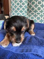 Bruce, a male Yorkshire Terrier for sale in Pemberton, NJ – 5 of 5