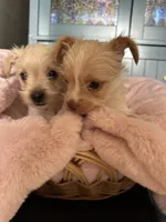 Meadow, a female Yorkshire Terrier for sale in Pemberton, NJ – 3 of 10