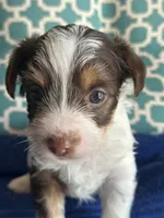 Tux, a male Yorkshire Terrier for sale in Pemberton, NJ – 3 of 6