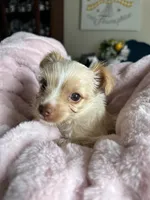 Meadow, a female Yorkshire Terrier for sale in Pemberton, NJ – 8 of 10