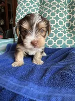 Luke, a male Yorkshire Terrier for sale in Pemberton, NJ – 5 of 6