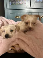 Meadow, a female Yorkshire Terrier for sale in Pemberton, NJ – 7 of 10