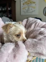 Meadow, a female Yorkshire Terrier for sale in Pemberton, NJ – 5 of 10