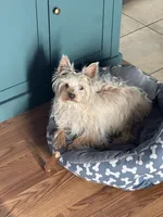 Sugar, a female Yorkshire Terrier for sale in Pemberton, NJ – 8 of 10