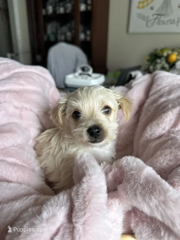 Sugar – Yorkshire Terrier puppy for sale in Pemberton, NJ