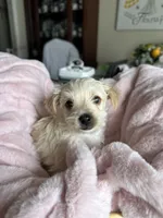 Sugar, a female Yorkshire Terrier for sale in Pemberton, NJ – 1 of 10