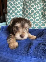 Tug, a male Yorkshire Terrier for sale in Pemberton, NJ – 6 of 7
