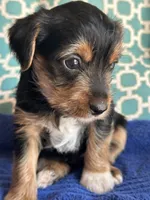 Bruce, a male Yorkshire Terrier for sale in Pemberton, NJ – 3 of 5