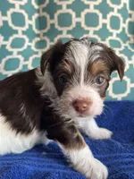 Tux, a male Yorkshire Terrier for sale in Pemberton, NJ – 5 of 6