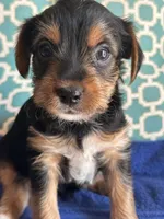 Bruce, a male Yorkshire Terrier for sale in Pemberton, NJ – 2 of 5