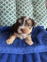 Luke, a male Yorkshire Terrier for sale in Pemberton, NJ – 6 of 6