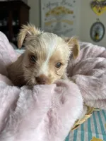 Meadow, a female Yorkshire Terrier for sale in Pemberton, NJ – 2 of 10