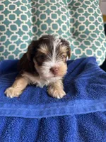 Luke, a male Yorkshire Terrier for sale in Pemberton, NJ – 4 of 6
