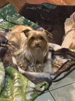 Sugar, a female Yorkshire Terrier for sale in Pemberton, NJ – 9 of 10